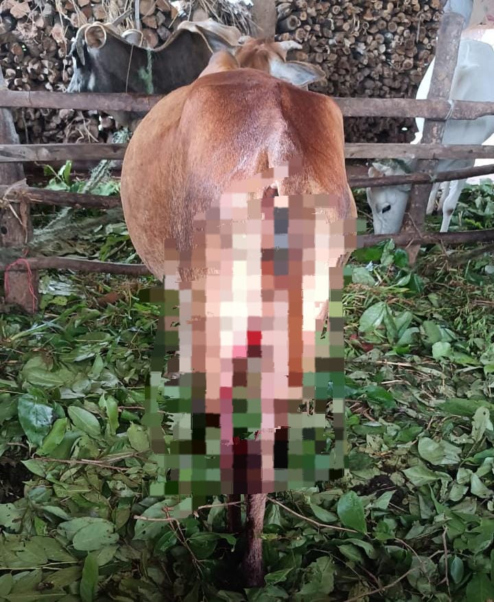 PERVERSION:ಇದೆಂತಾವಿಕೃತಿ… ಹಸುಗಳ ಕೆಚ್ಚಲು ಕೊಯ್ದ ದುರುಳರು. ಹೊಸನಗರದಲ್ಲೊಂದು ಅಮಾನವೀಯ ಘಟನೆ….